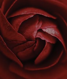 Canciones para rememorar ese beso especial